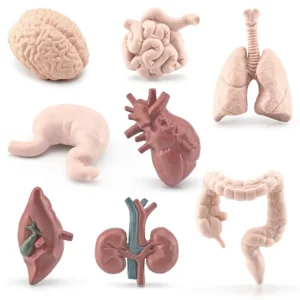 Simulation Human Body Torso Model Biology Brain Heart Liver Stomach Kidney Teaching Tools Learning Educational Toys for Children - Image 5