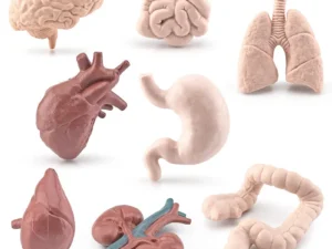 Simulation Human Body Torso Model Biology Brain Heart Liver Stomach Kidney Teaching Tools Learning Educational Toys for Children