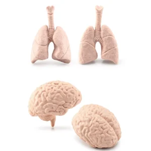 Simulation Human Body Torso Model Biology Brain Heart Liver Stomach Kidney Teaching Tools Learning Educational Toys for Children - Image 7