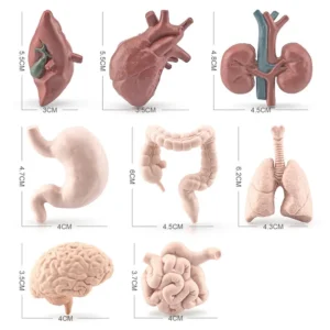 Simulation Human Body Torso Model Biology Brain Heart Liver Stomach Kidney Teaching Tools Learning Educational Toys for Children - Image 6