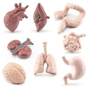 Simulation Human Body Torso Model Biology Brain Heart Liver Stomach Kidney Teaching Tools Learning Educational Toys for Children - Image 4