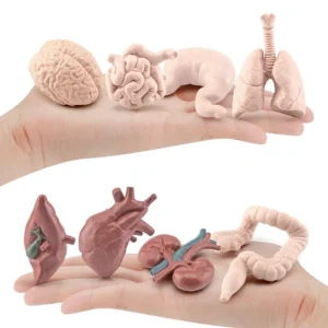 Simulation Human Body Torso Model Biology Brain Heart Liver Stomach Kidney Teaching Tools Learning Educational Toys for Children - Image 3