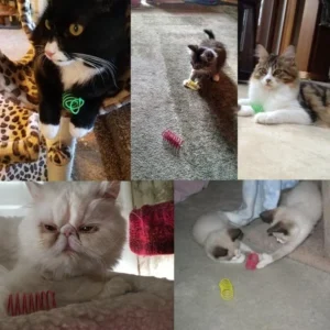 Kitten Coil Spiral Springs Cat Toys Interactive Gauge Cat Spring Toy Colorful Springs Cat Pet Toy Pet Products - Image 7