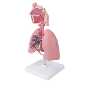 Respiratory System Model with Removable Heart Human Lung Anatomical Model Display for Students Study Teaching Tool - Image 5
