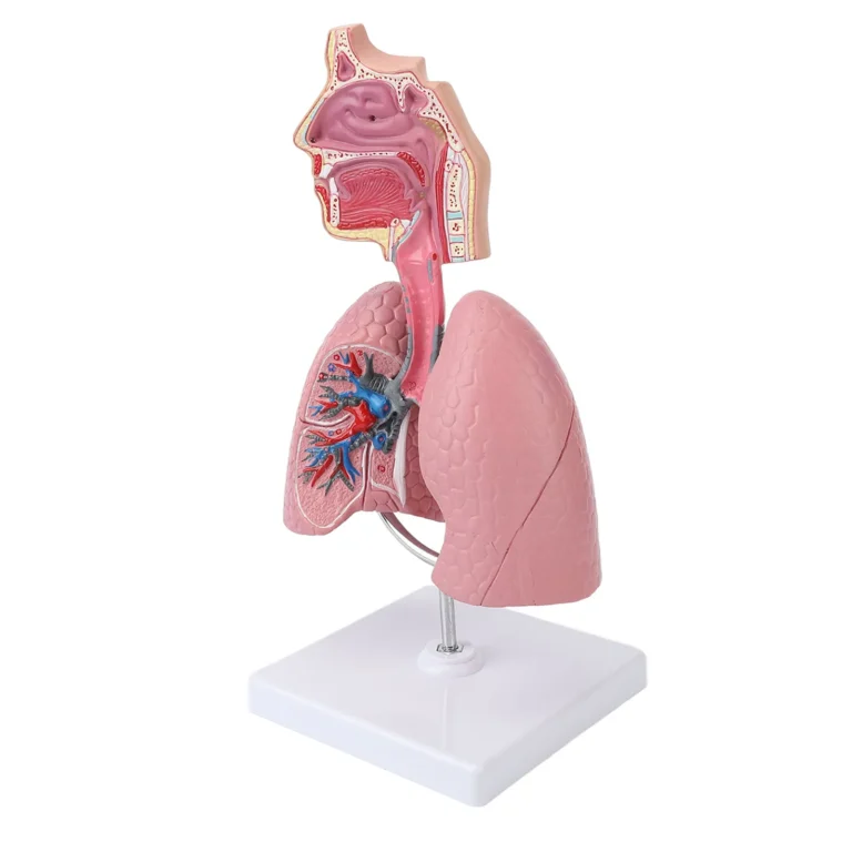 Respiratory System Model with Removable Heart Human Lung Anatomical Model Display for Students Study Teaching Tool - Image 5