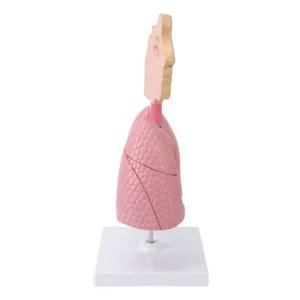 Respiratory System Model with Removable Heart Human Lung Anatomical Model Display for Students Study Teaching Tool - Image 6