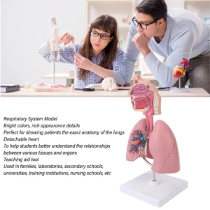 Respiratory System Model with Removable Heart Human Lung Anatomical Model Display for Students Study Teaching Tool - Image 3