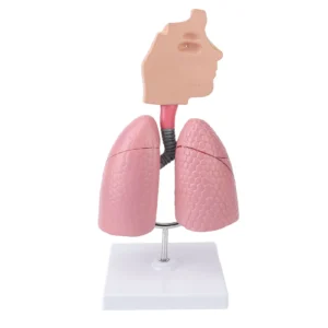 Respiratory System Model with Removable Heart Human Lung Anatomical Model Display for Students Study Teaching Tool - Image 4