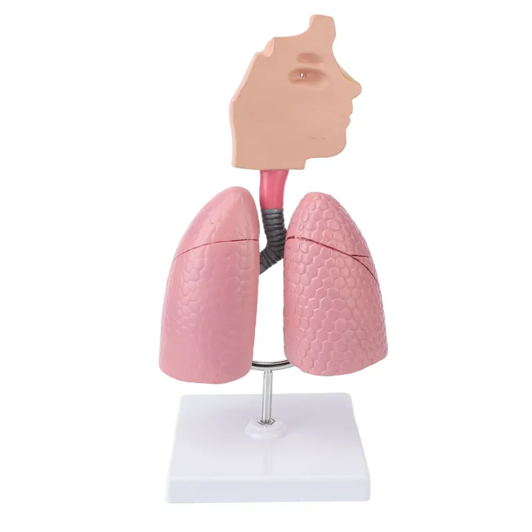 Respiratory System Model with Removable Heart Human Lung Anatomical Model Display for Students Study Teaching Tool - Image 4