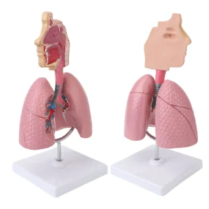 Respiratory System Model with Removable Heart Human Lung Anatomical Model Display for Students Study Teaching Tool - Image 7